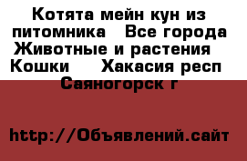 Котята мейн-кун из питомника - Все города Животные и растения » Кошки   . Хакасия респ.,Саяногорск г.